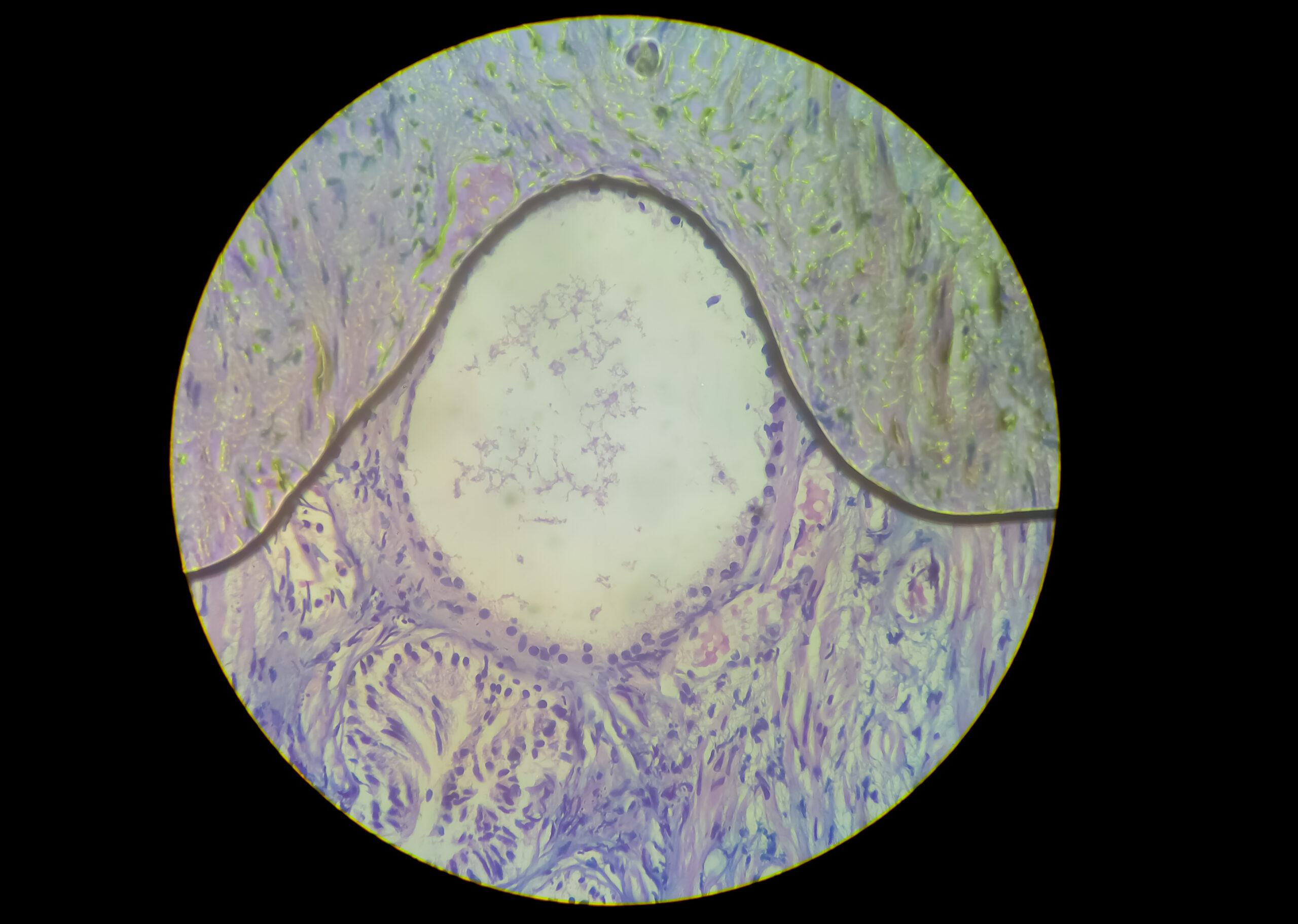 microscopic-close-view-of-histology-stained-slide